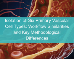 Isolation of Six Primary Vascular Cell Types: Workflow Similarities and Key Methodological Differences - cover